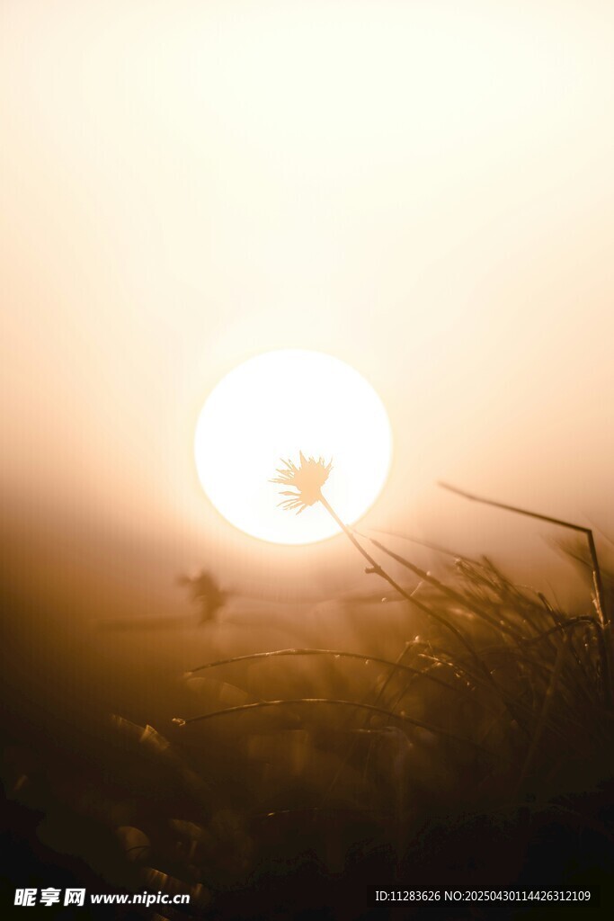 夕阳下的草尖美景