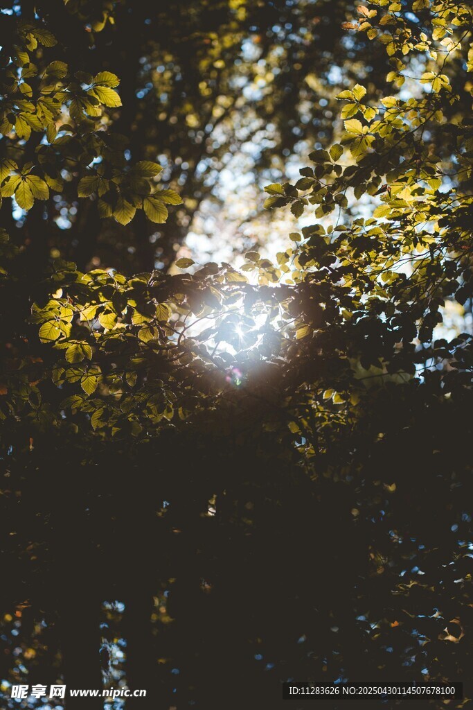 阳光透过树叶洒下的美景