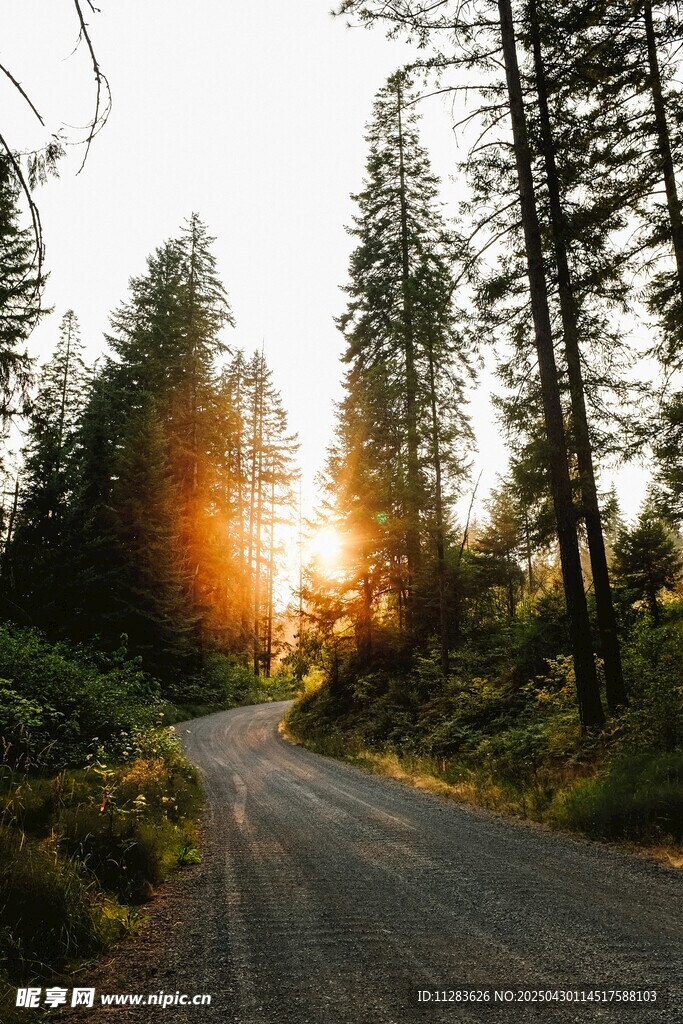 林间夕阳下的静谧小路