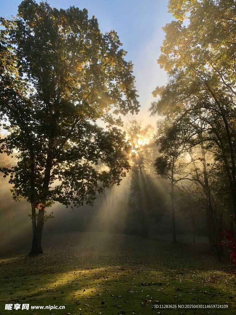 林间晨光洒下的静谧美景