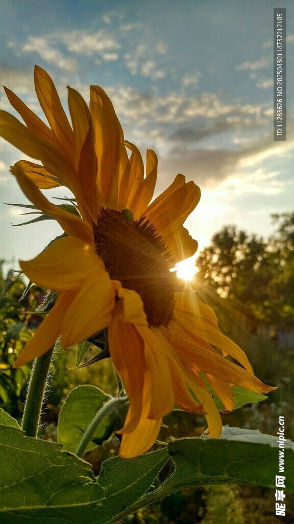 夕阳下的向日葵