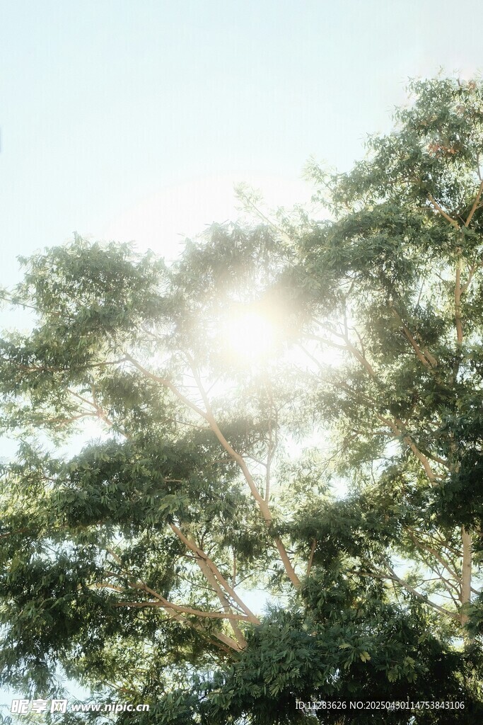阳光透过树叶洒下美景