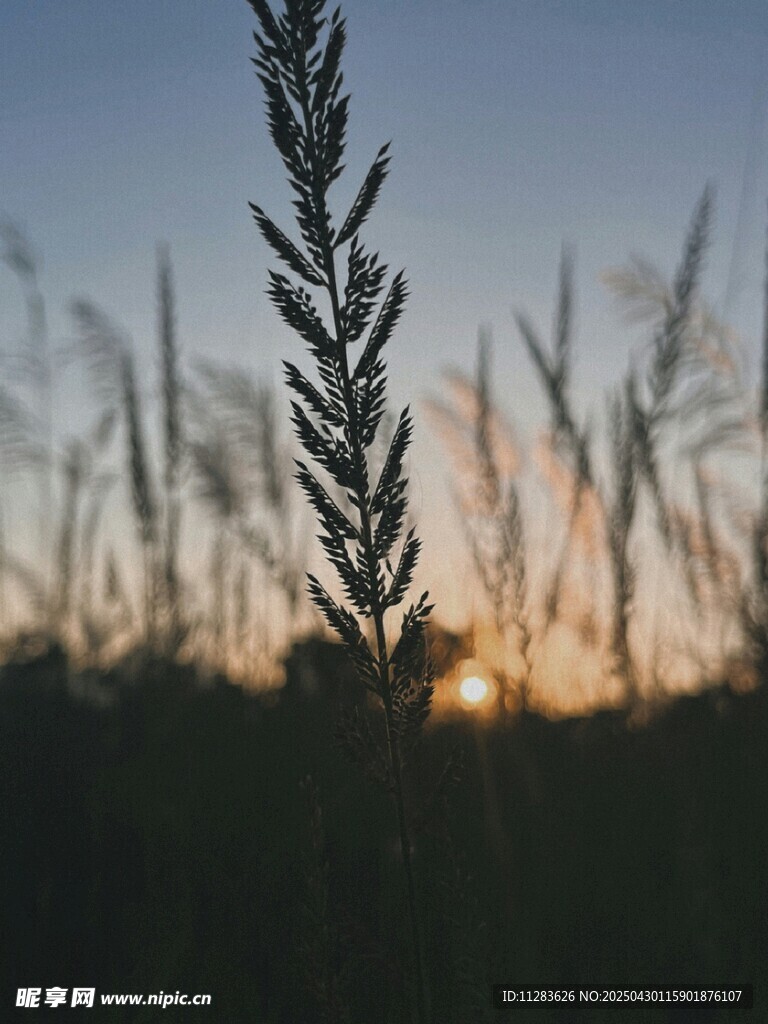 夕阳下的草影