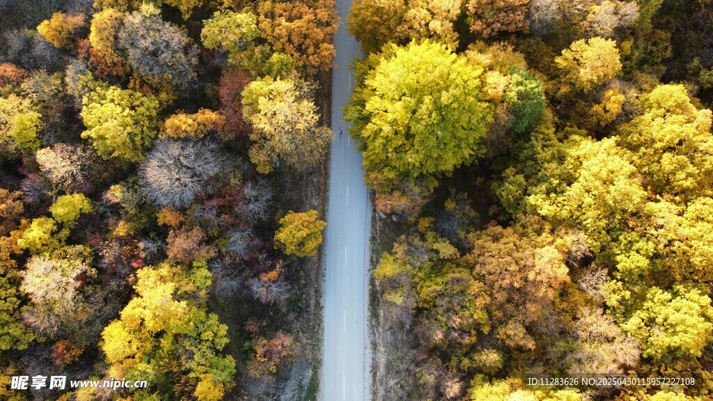 空中俯瞰林间蜿蜒小路