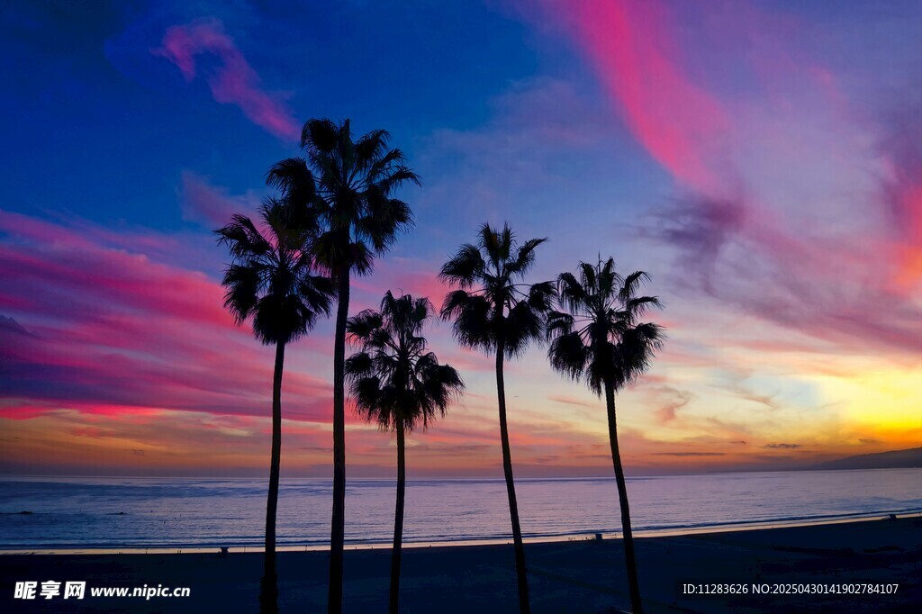 海边夕阳下的棕榈树美景