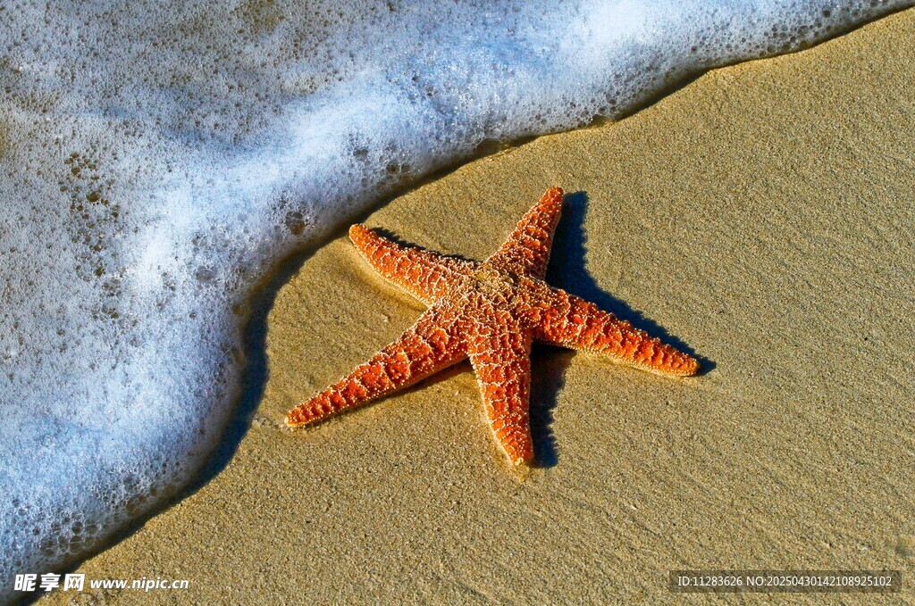 沙滩上的橙色海星