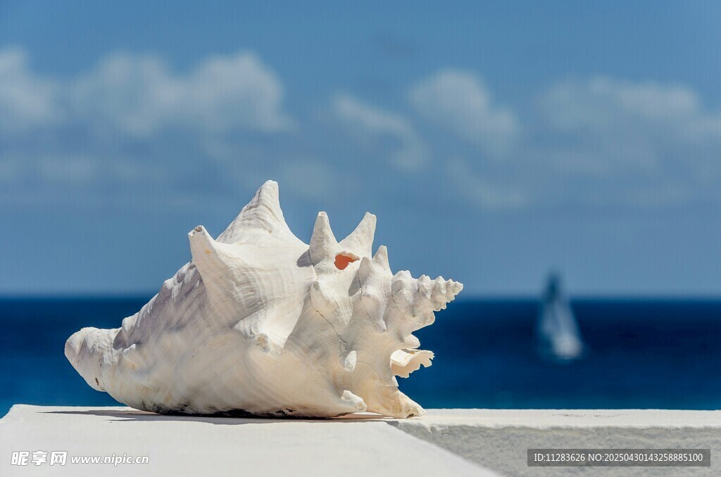海边白贝壳 远方有帆船