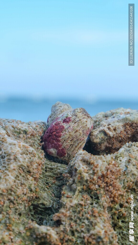 海边礁石上的多彩生物