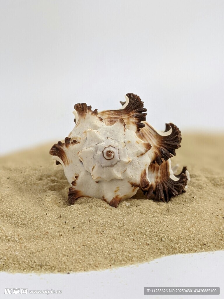 沙滩上的独特海螺