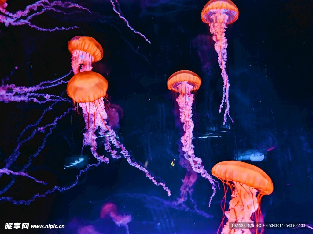 梦幻水母在水中优雅游动