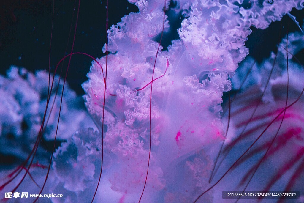 梦幻水母绽放绚丽色彩