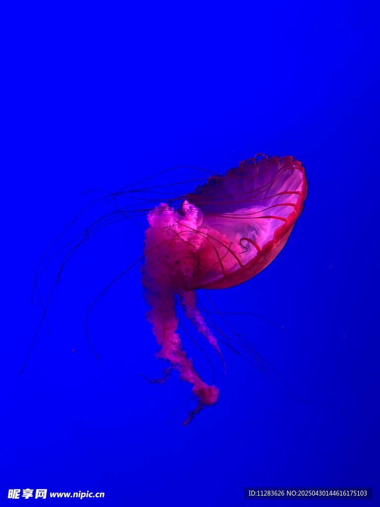 深海中的梦幻粉色水母