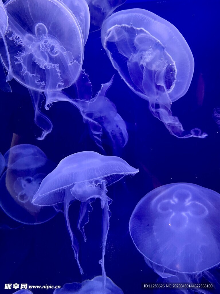 梦幻水母在蓝色海洋中游动