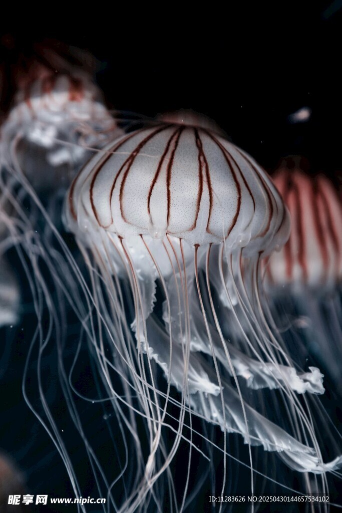 梦幻水母在水中飘逸游动