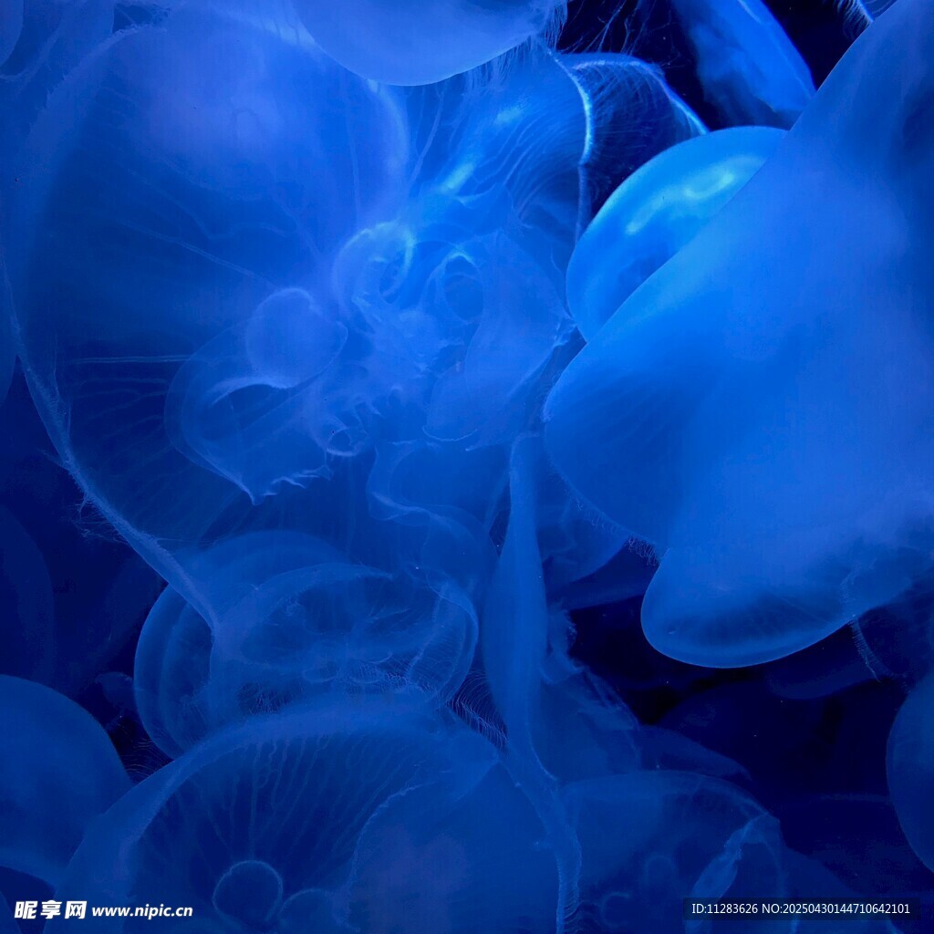 梦幻蓝色水母群