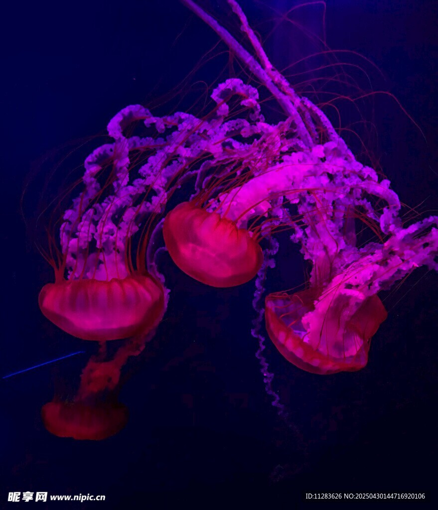 梦幻紫粉色水母在水中游动