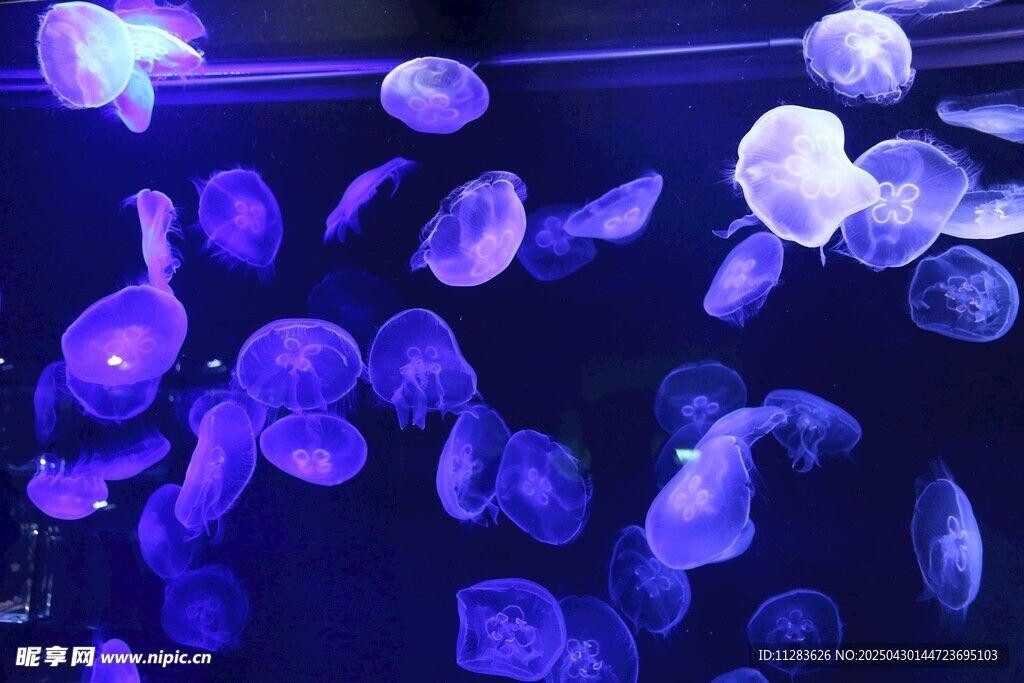 梦幻紫调水母在水中游动