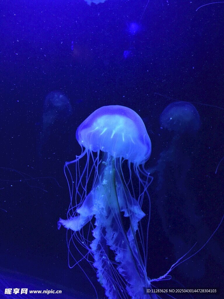 梦幻水母在水中悠然游动