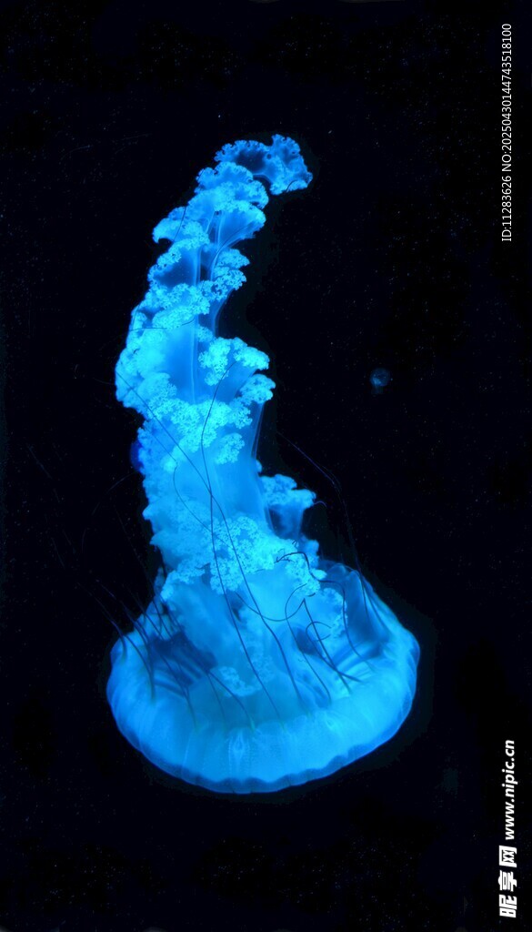 发光水母梦幻姿态展示