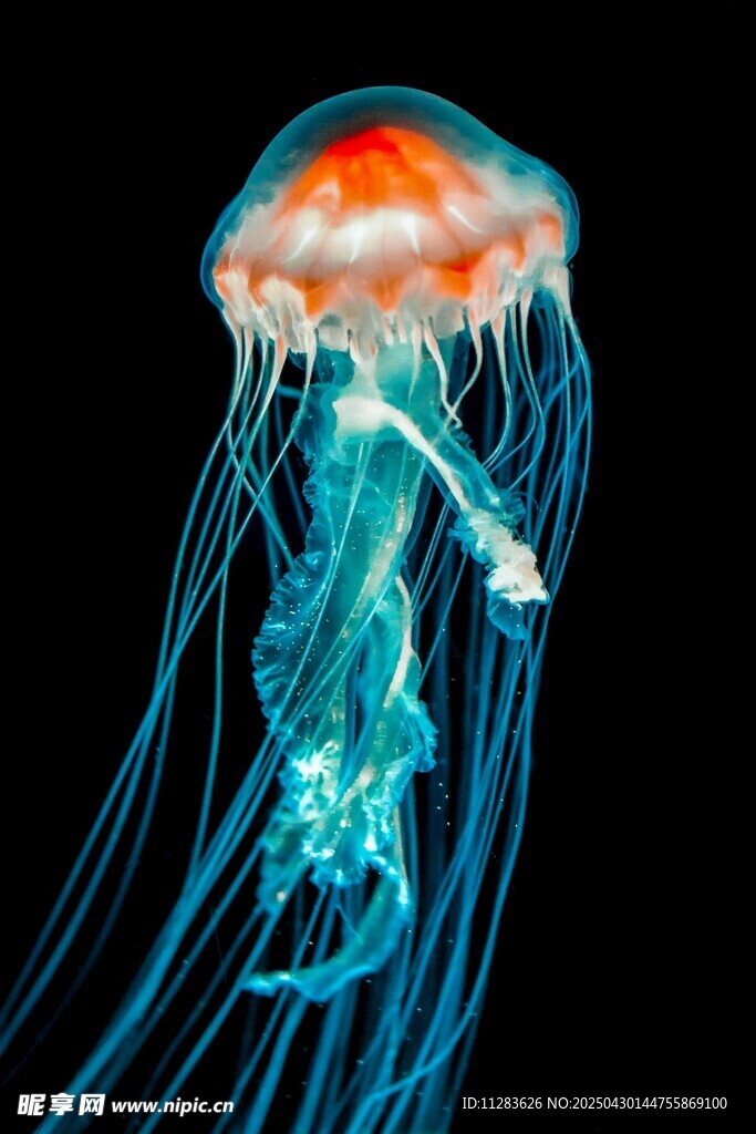 梦幻水母在深海中飘逸