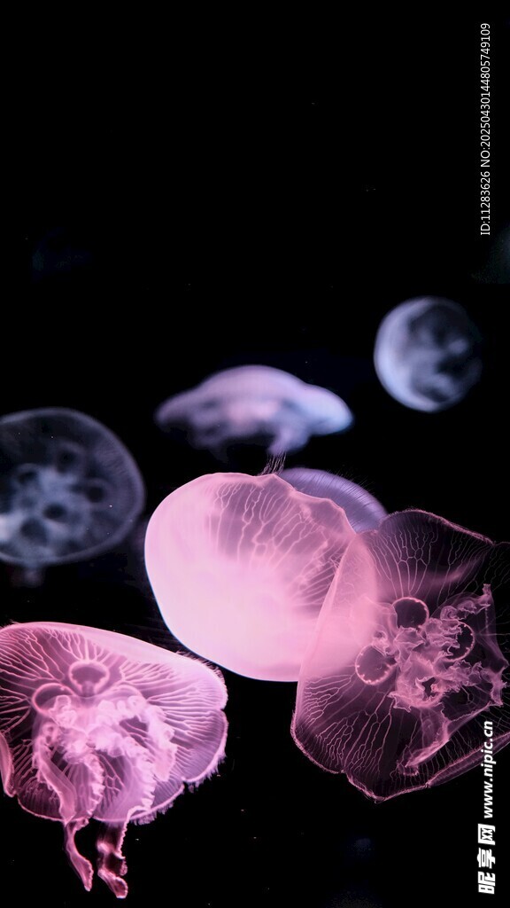 梦幻水母在水中轻盈漂浮
