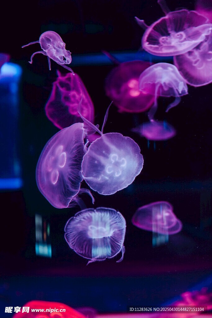 梦幻水母在水中轻盈舞动