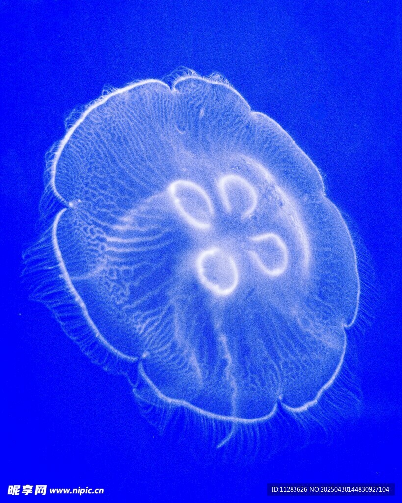 梦幻蓝色水母特写
