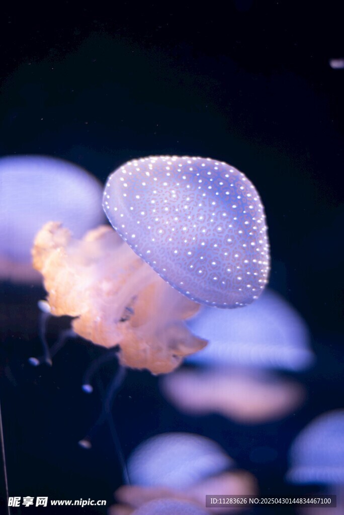 梦幻水母特写