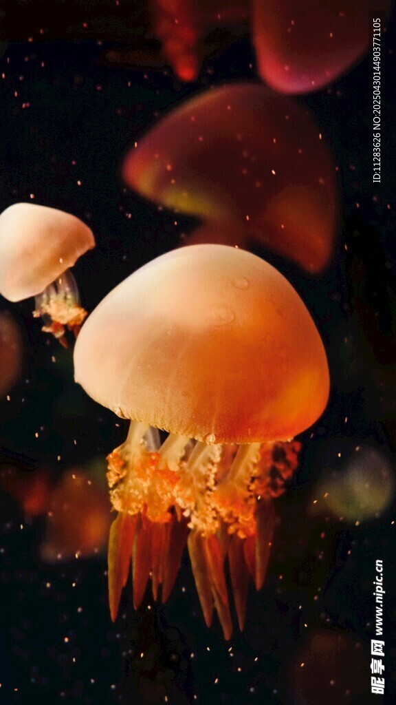 梦幻水母在深海中游动