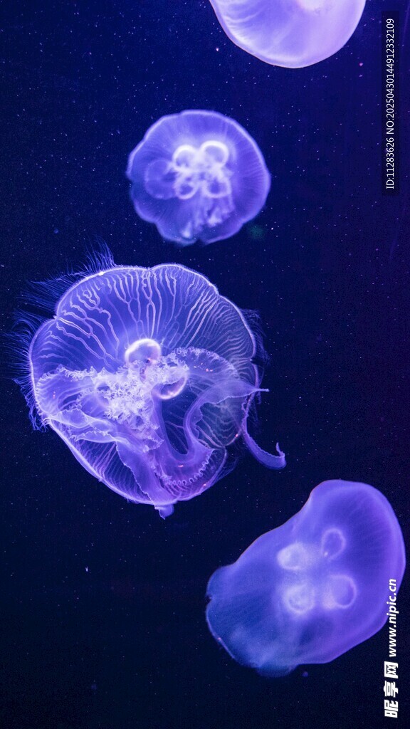 梦幻紫色水母在水中游动