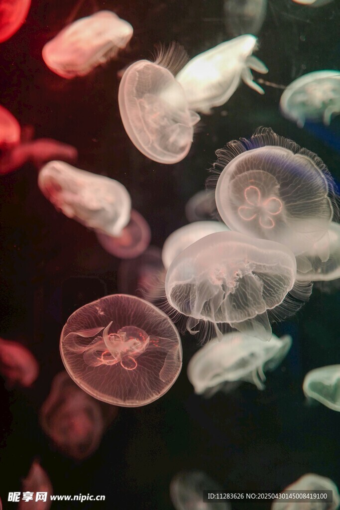 梦幻水母在水中轻盈游动