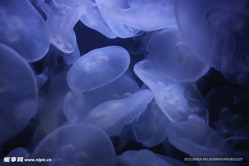 梦幻蓝色水母群