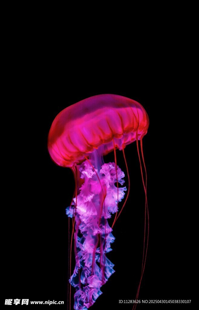 梦幻粉色水母绽放光彩