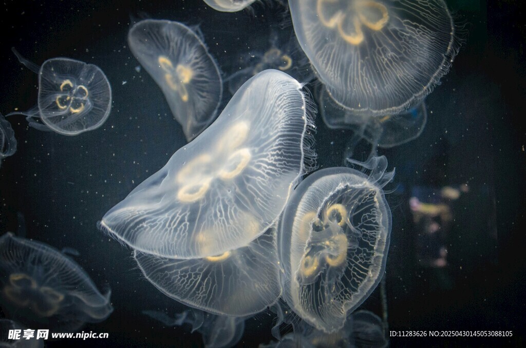 梦幻水母在水中轻盈游动