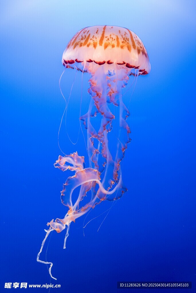 梦幻水母在蓝色海洋中游动