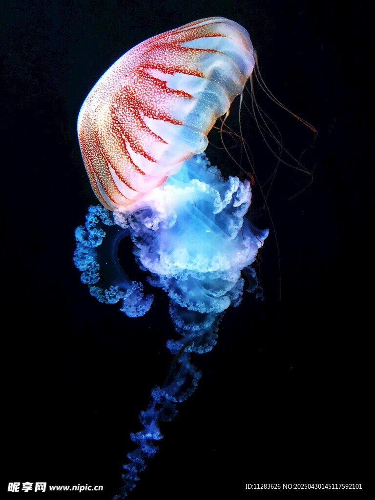 梦幻水母在水中飘逸