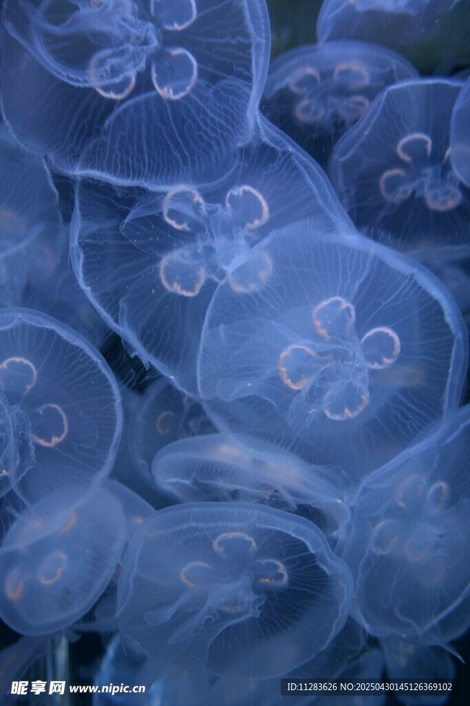梦幻蓝色水母群