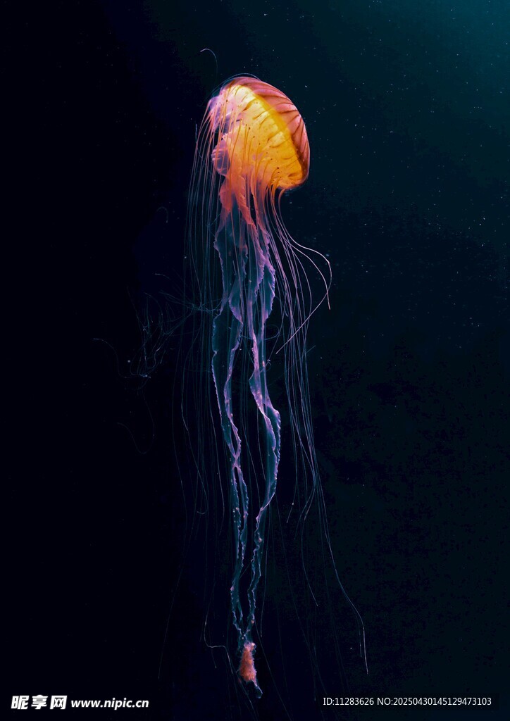 发光水母在深海中飘逸