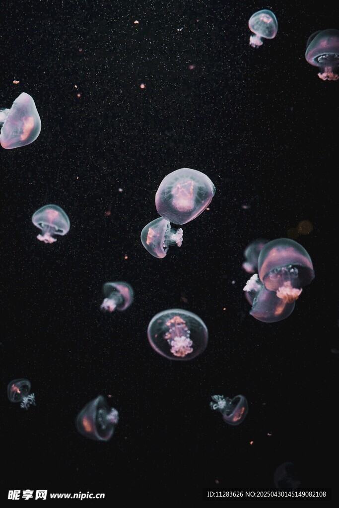 梦幻水母在水中轻盈漂浮