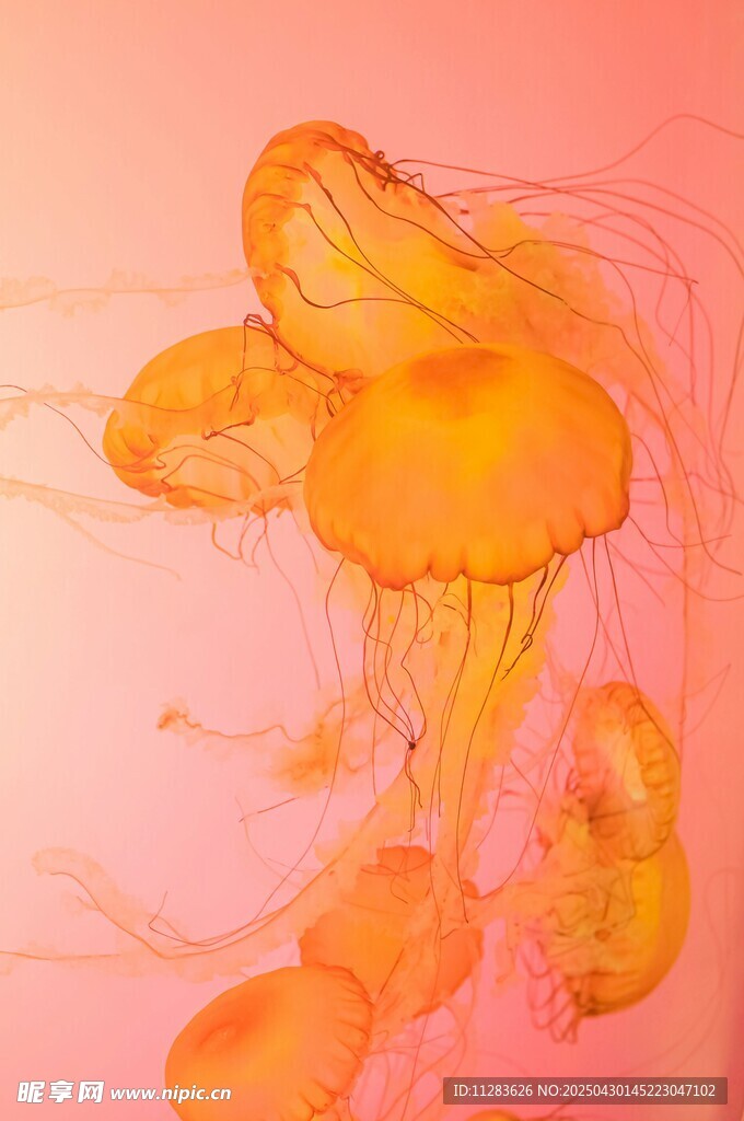 梦幻橙色水母水中摇曳