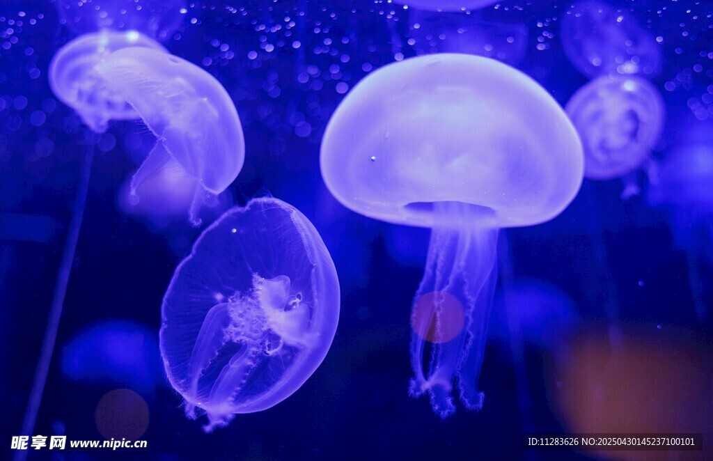 梦幻水母在蓝色光影中游动