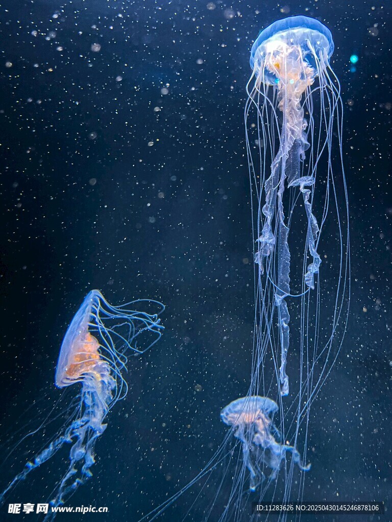 梦幻水母在深海中飘逸