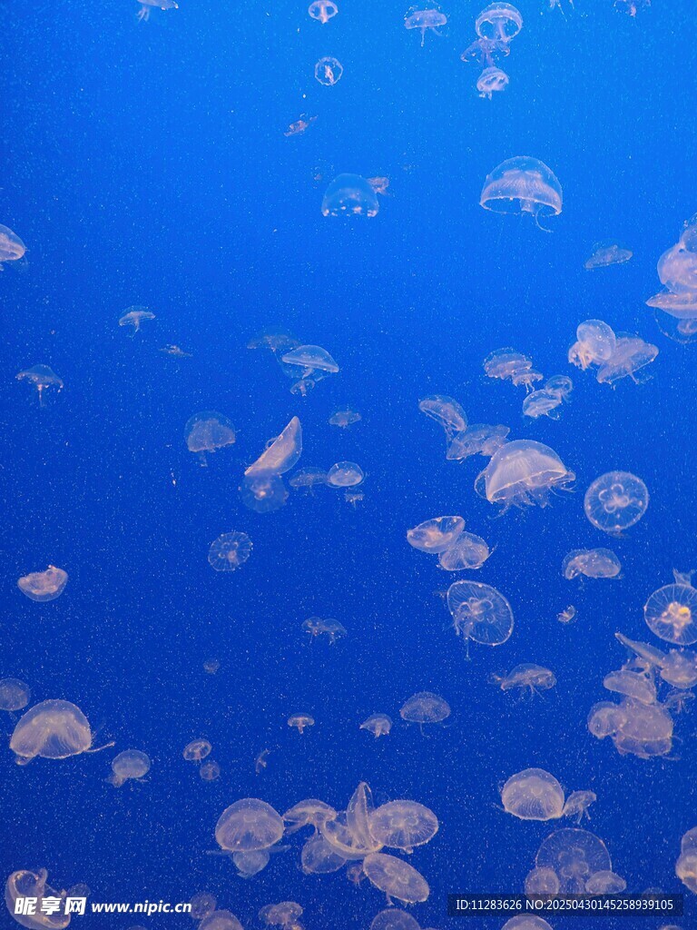 蓝色背景下的气泡景象