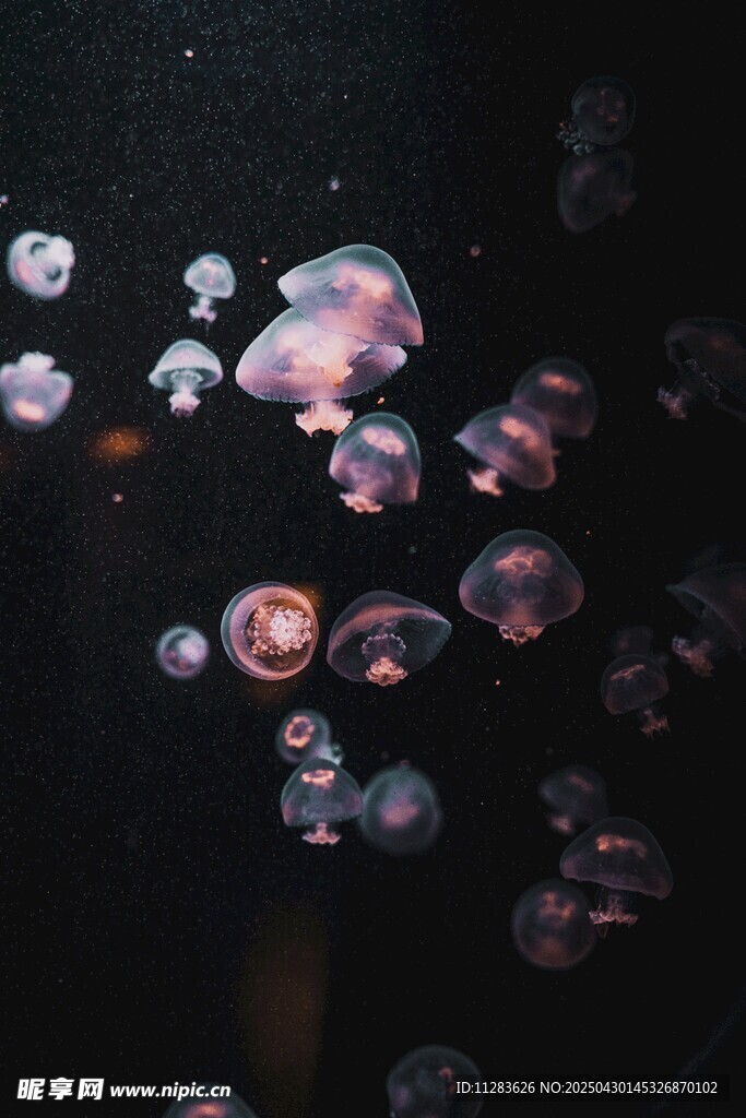 梦幻水母在水中轻盈游动