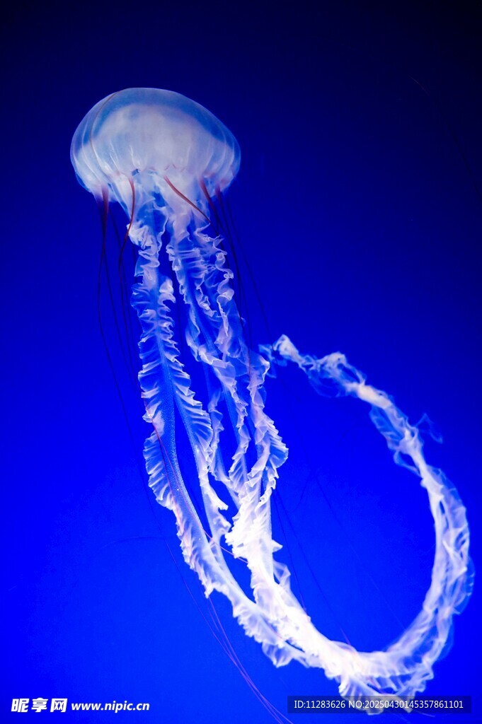 梦幻水母在蓝色海洋舞动