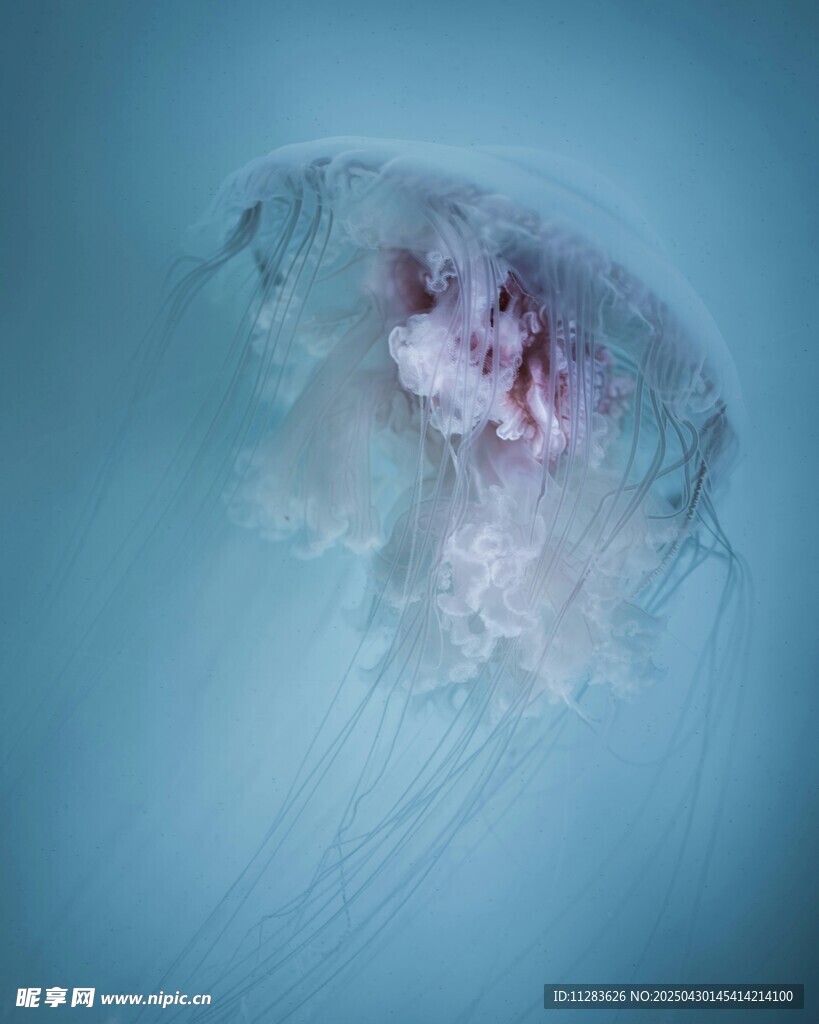 梦幻水母在蓝色水中游动