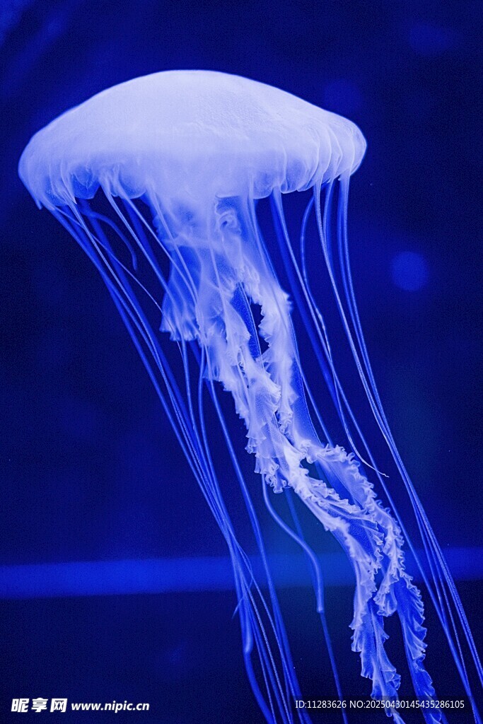 梦幻水母在水中飘逸