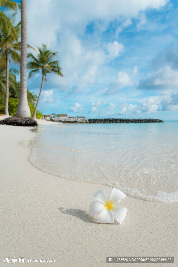沙滩上的鸡蛋花与海景