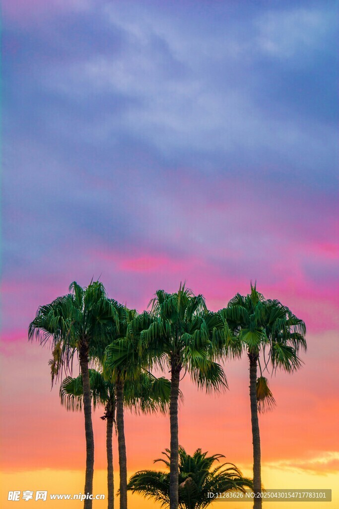 夕阳下的棕榈树美景