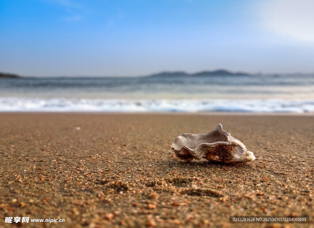 沙滩上的贝壳与海浪美景
